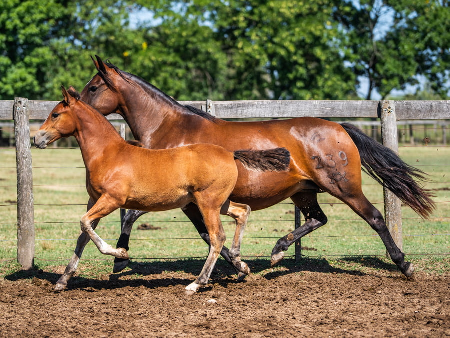 Lote REPUBLICANA HILVANA