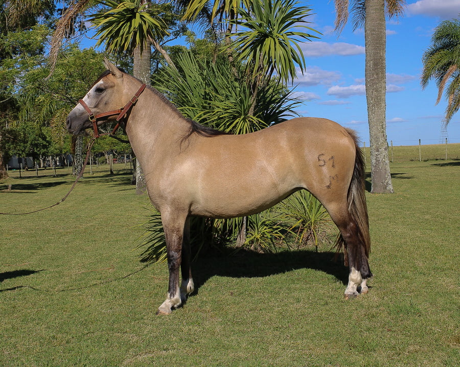 Lote PIOLA TROPILLERA