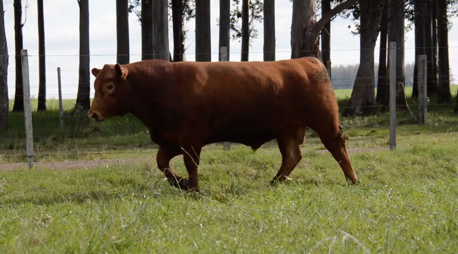 Lote ABERDEEN ANGUS PURO CONTROLADO SA