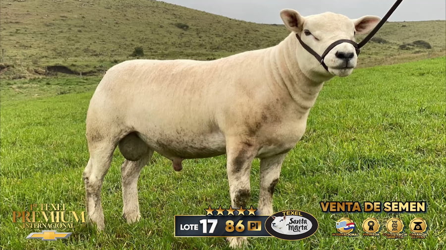 Lote PRECIO POR DOSIS