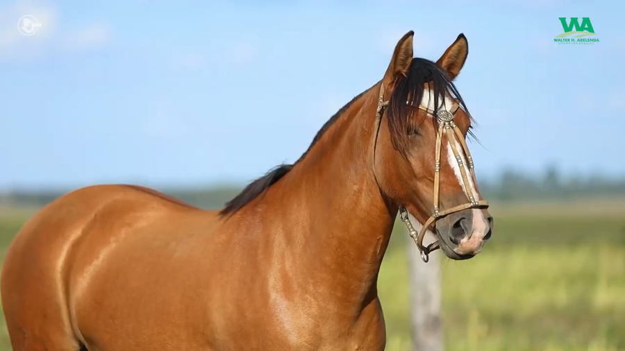 Lote LA ROSADA QUERENDONA