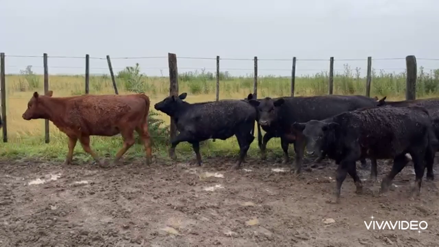 Lote 21 Terneras