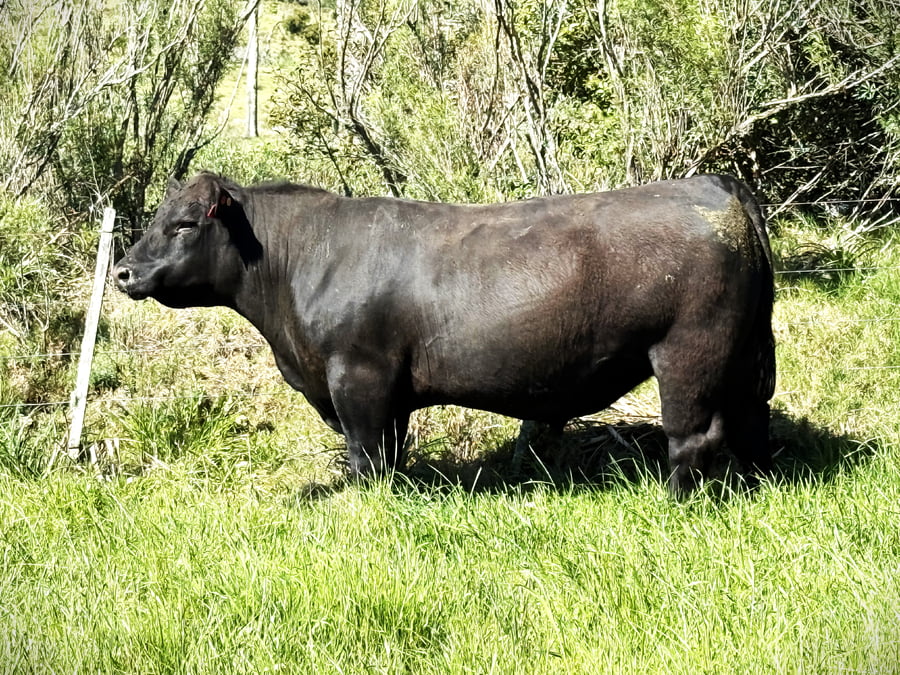Lote Toros a remate en 4º Remate Don Nestor, Rocha