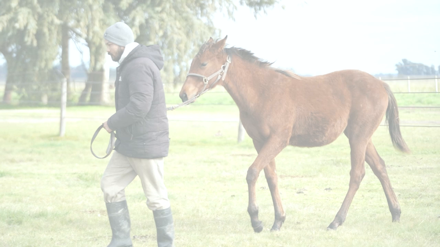 Lote AMPI ESTELAR (COSMIC TRIGGER -  SEATTLE AMPI)
