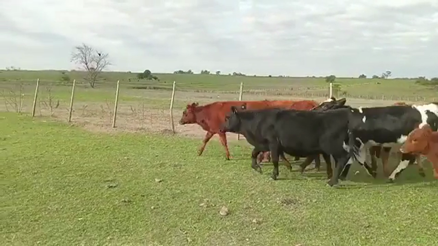 Lote TERNEROS/AS