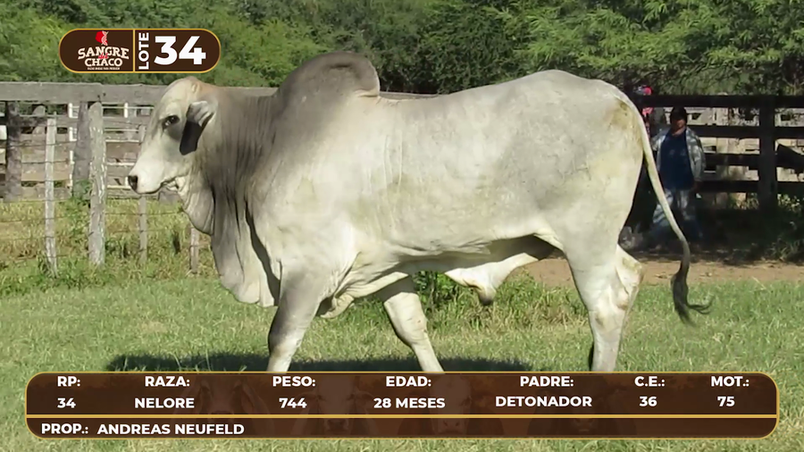 Lote Lote 34