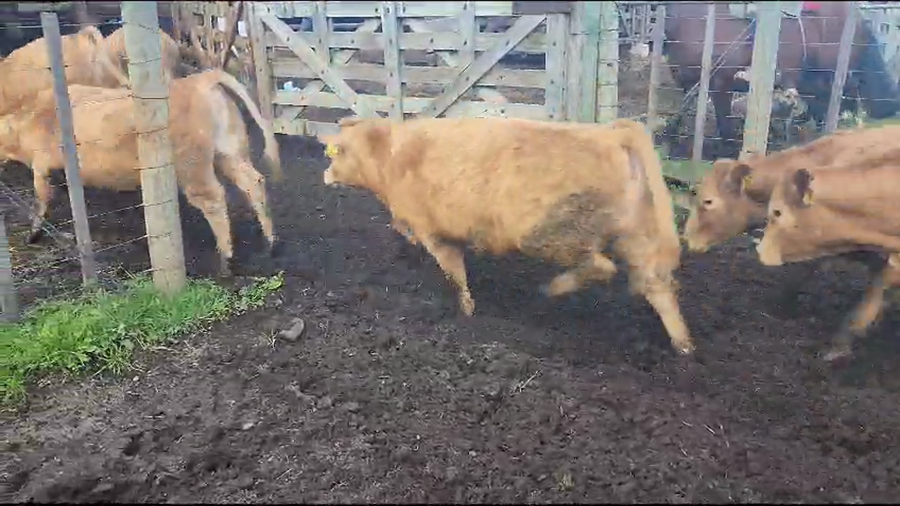 Lote 34 Vaquilla Engorda en Melipeuco, IX Región Araucanía