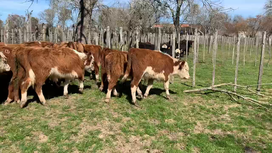 Lote 16 Terneros en Melo, Cerro Largo