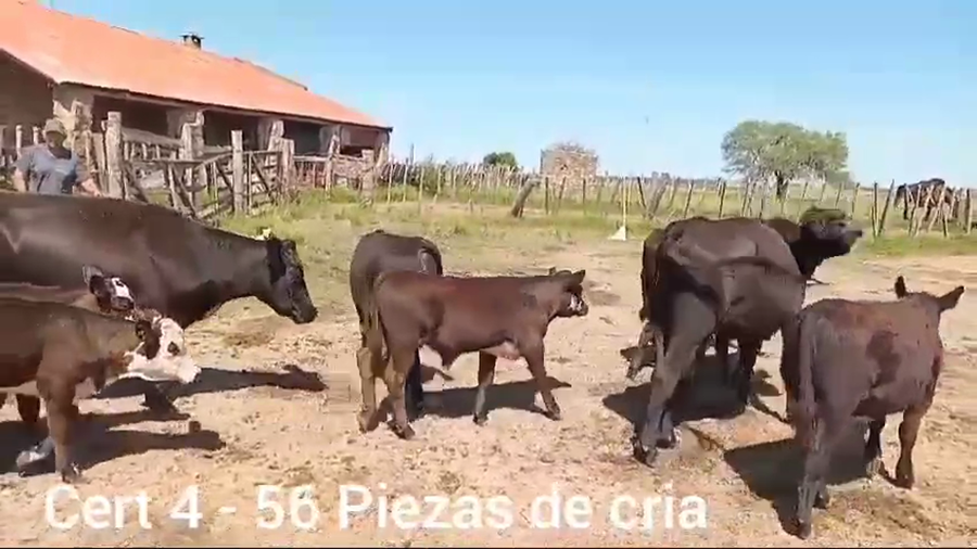 Lote PIEZAS DE CRIA