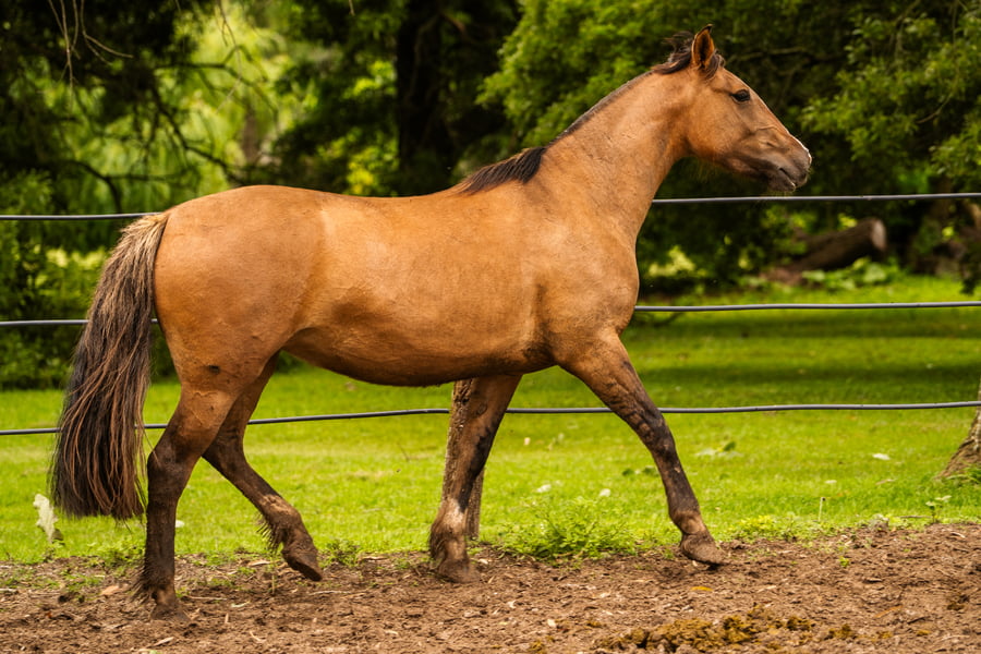 Lote CHARQUE INTRUSA