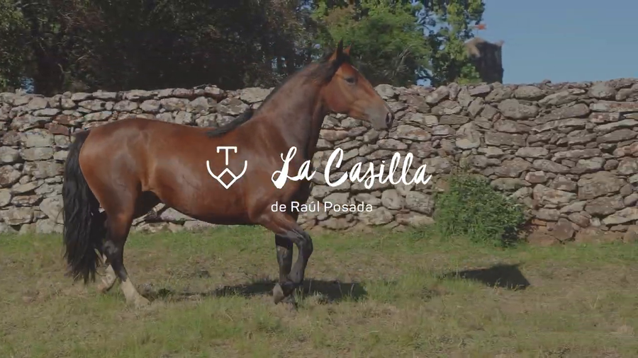 Lote INCOGNITA 695 DE LA CASILLA