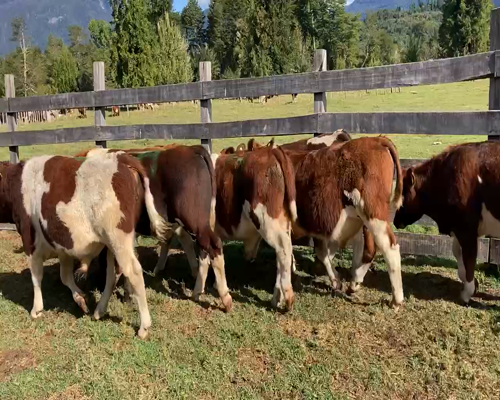 Lote 29 Ternero en Cisnes, XI Región Aysén