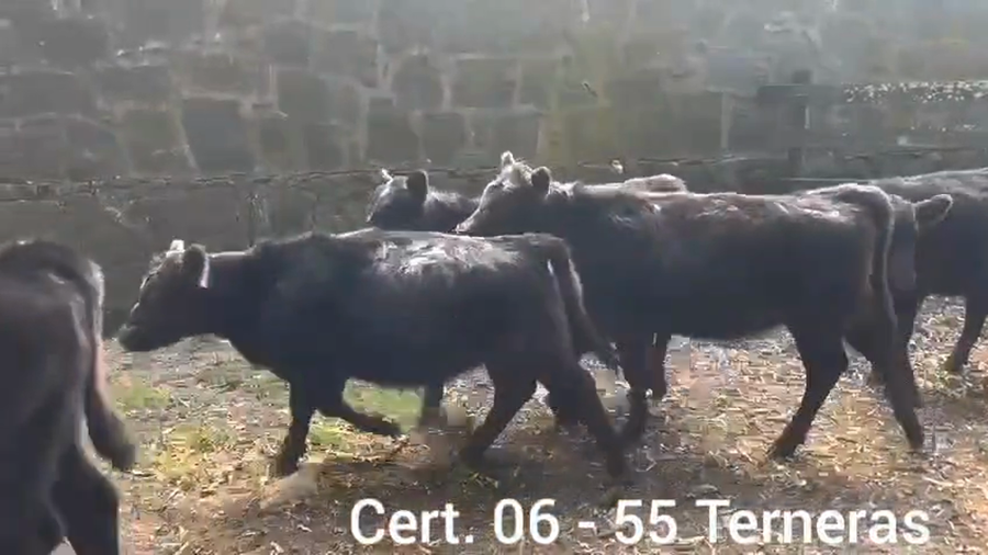 Lote TERNERAS