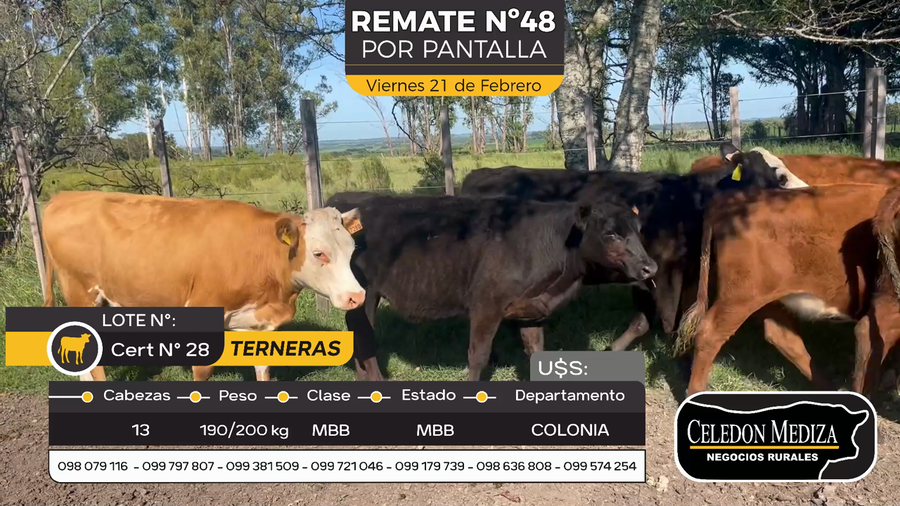 Lote 13 Terneras en Otra Localidad, Colonia