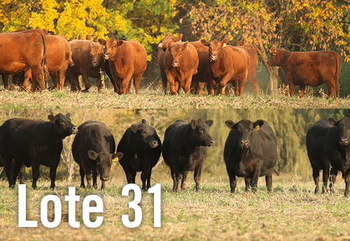 Lote 3 TERNERAS PURAS DE PEDIGREE