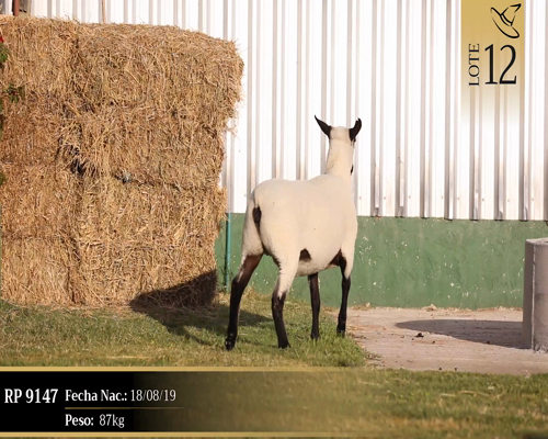 Lote Borregas a remate en Cabaña Las Brujas, San José