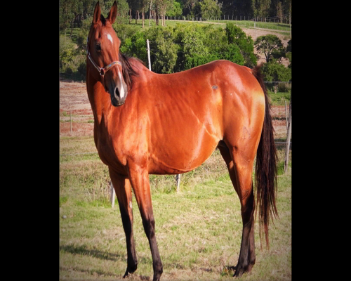 Lote MATRE INDIA REBEL