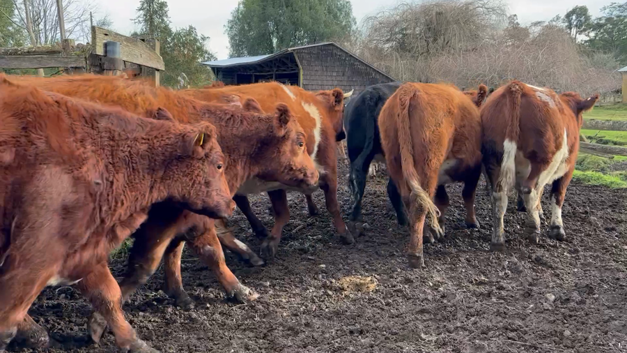 Lote 40 Vaquilla Engorda en Osorno, X Región Los Lagos