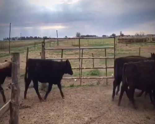 Lote 75 Terneras en Gral. Paz, Buenos Aires