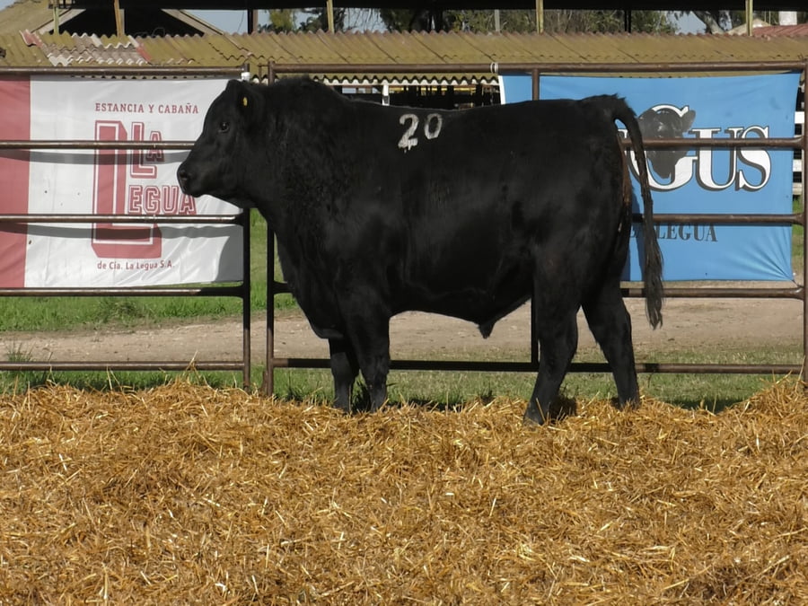 Lote TOROS ANGUS NEGROS PC