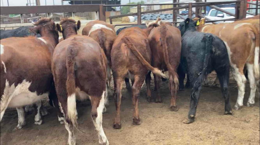 Lote 15 Vaquilla Gorda en Región Metropolitana, María Pinto