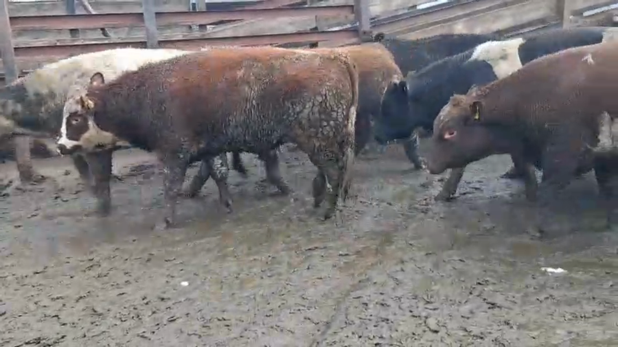 Lote 20 Novillo Gordo en Los Ángeles, VIII Región Biobío
