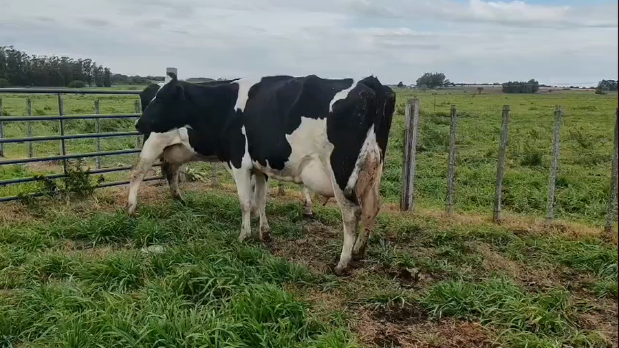Lote 2 Vaca a remate en Pantalla Camy 600kg - , San José