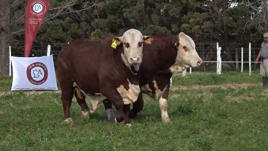 Lote Machos Braford de Don Amado