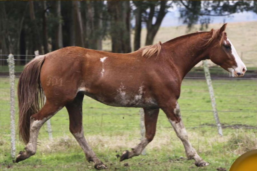 Lote Teru Tero del Conventos