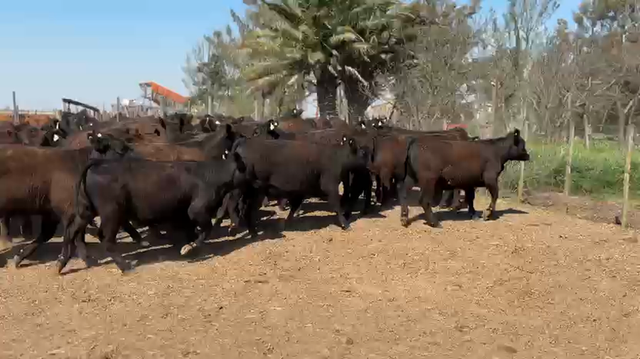 Lote 55 Vaquillonas en Laboulaye, Córdoba