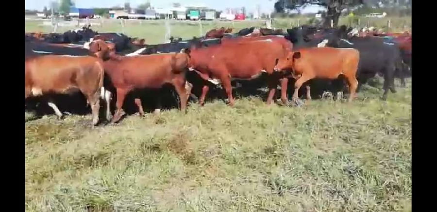 Lote 70 Novillitos en Villaguay, Entre Ríos