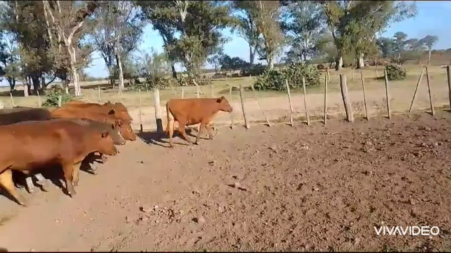 Lote 50 Terneros en Gálvez, Santa Fe