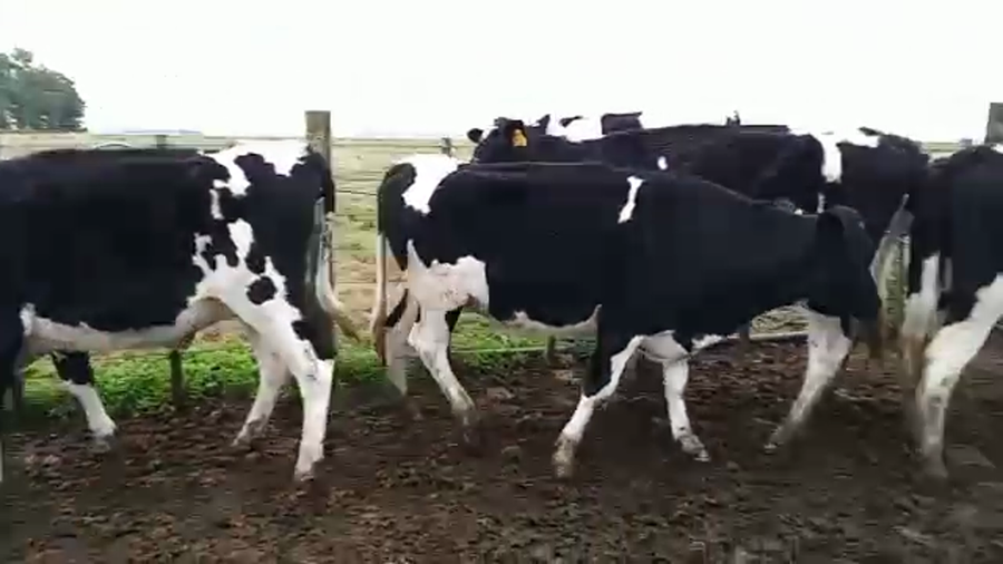 Lote 11 Novillos CRUZA a remate en PANTALLA CAMY 330kg - , San José