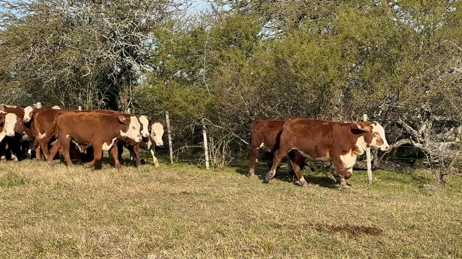 Lote 90 Terneros en Corrientes, Curuzu Cuatia