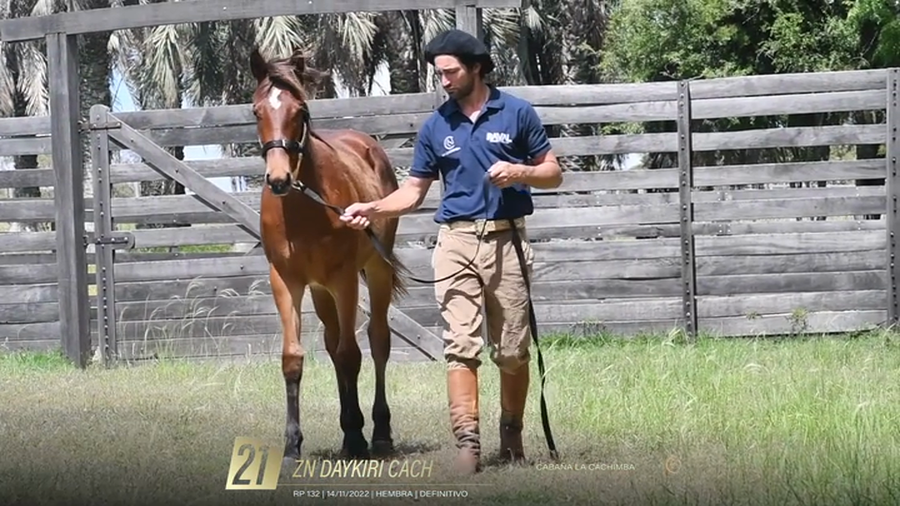 Lote Yeguarizos a remate en 6° Remate Especial de Velocidad, Montevideo