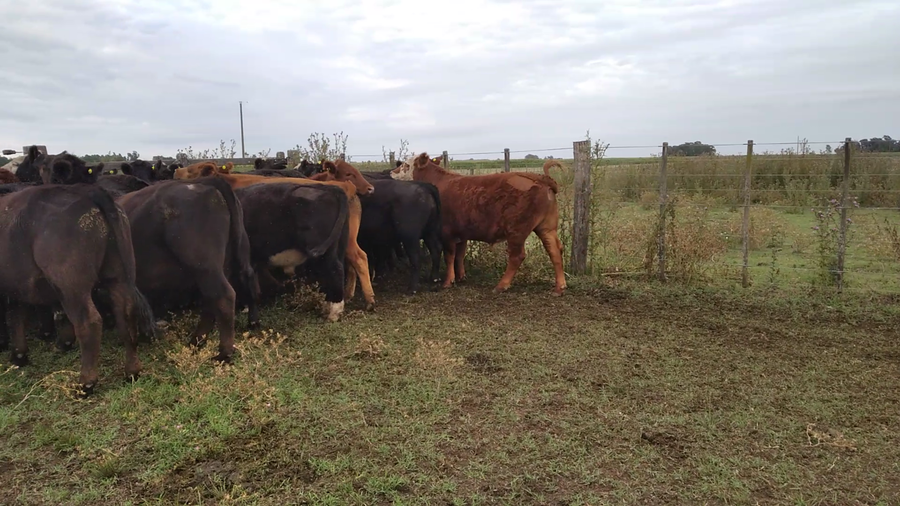 Lote 24 Novillitos en Rauch, Buenos Aires