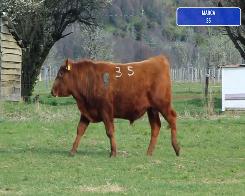 Lote 1 Toro en Coyhaique, XI Región Aysén