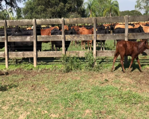 Lote 110 Terneros en Gral. Lucio V. Mansilla, Formosa
