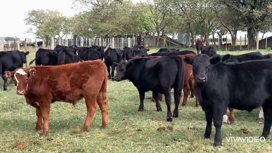 Lote 112 Terneros en Pila, Buenos Aires
