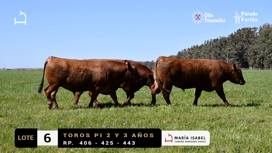 Lote LOTE 6