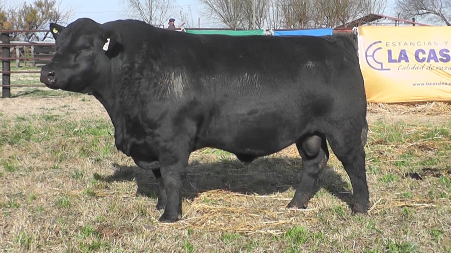 Lote TOROS ANGUS NEGROS PP