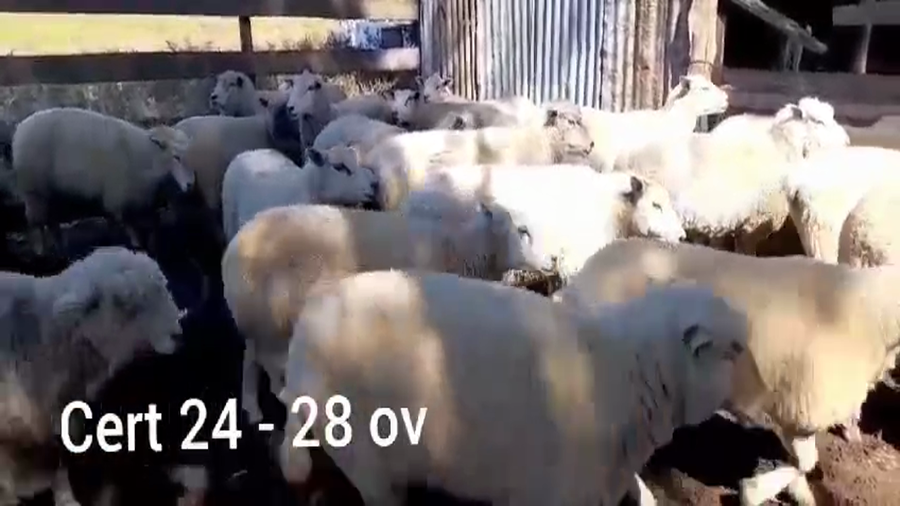 Lote OVEJAS