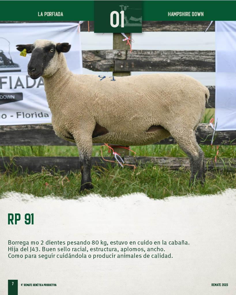 Lote Borregas a remate en 4º Genetica Productiva, Florida