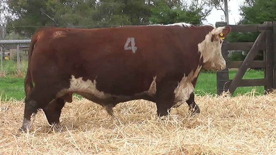 Lote TOROS P. HEREFORD PR