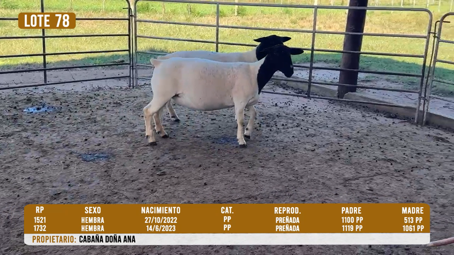 Lote LOTE 78