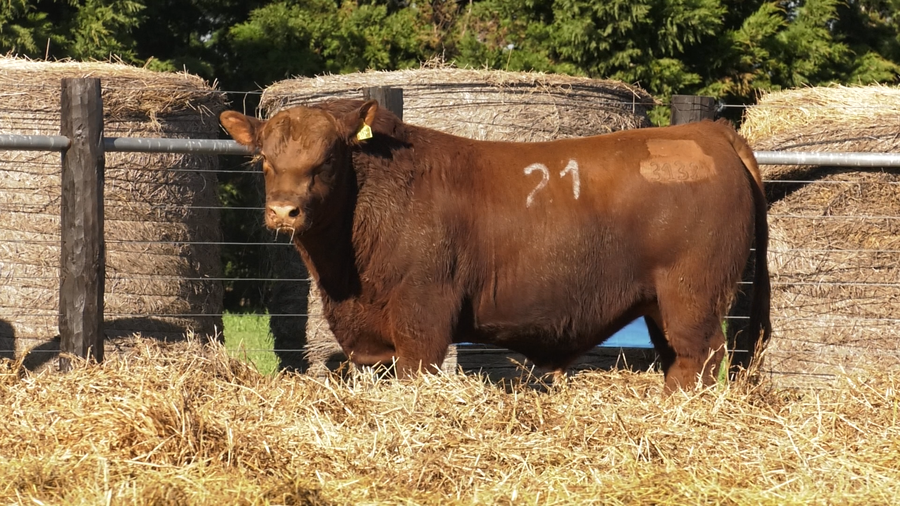 Lote TOROS ANGUS PURO CONTROLADO