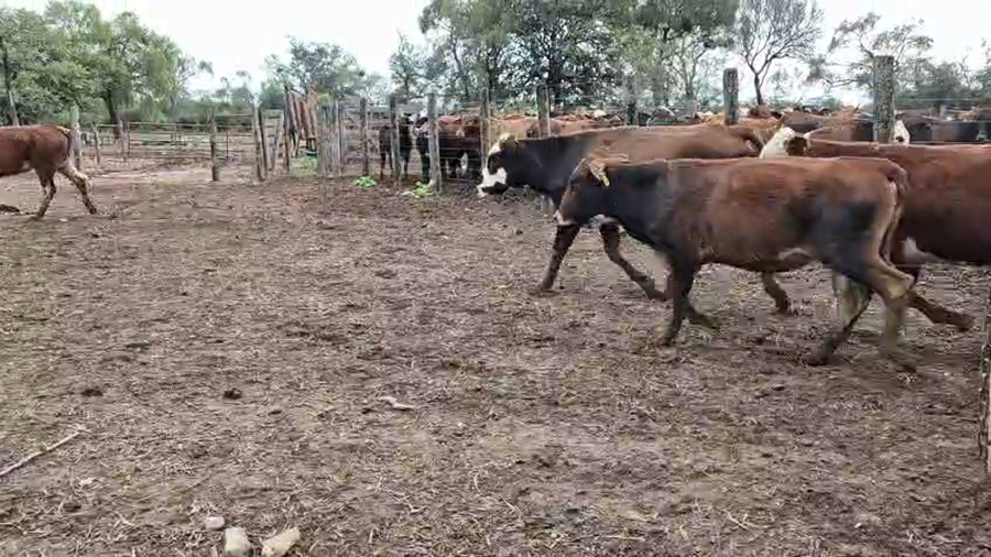 Lote 168 Vaquillonas en Salta, J. V. Gonzalez