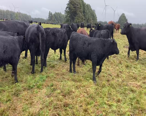 Lote 120 Ternero en Puerto Varas, X Región Los Lagos