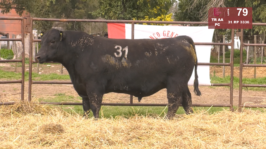 Lote TOROS ANGUS NEGROS  PC