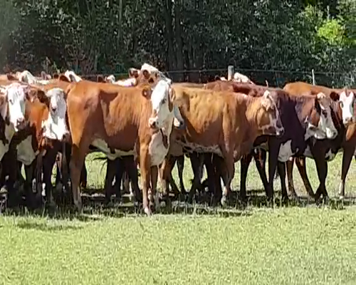 Lote 33 Vaquillonas en San Justo, Santa Fe